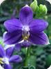 Phal. Lioulin Blue Kitty